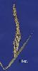 Photo of Echinochloa crus-pavonis (South American barnyard grass) - Sharp, D.,Queensland Herbarium, DES (Licence: CC BY NC)