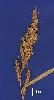 Photo of Echinochloa oryzoides () - Sharp, D.,Queensland Herbarium, DES (Licence: CC BY NC)
