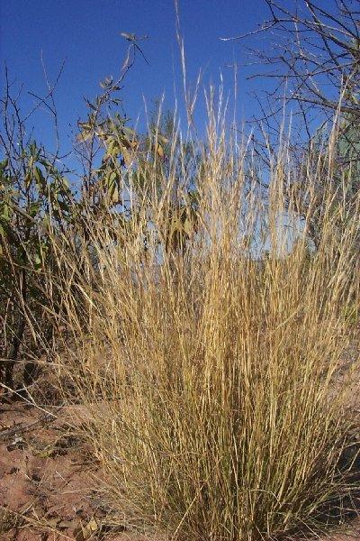 Species profile—Aristida contorta (bunched kerosene grass ...