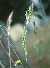 Photo of Bromus hordeaceus () - Sharp, D.,Queensland Herbarium, DES (Licence: CC BY NC)