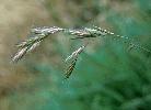 Photo of Bromus catharticus (prairie grass) - Sharp, D.,Queensland Herbarium, DES (Licence: CC BY NC)