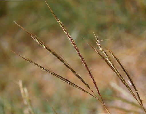 Species profile—Bothriochloa pertusa | Environment, land and water ...