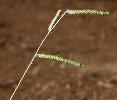 Photo of Urochloa decumbens () - Sharp, D.,Queensland Herbarium, DES (Licence: CC BY NC)