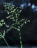 Photo of Agrostis stolonifera (creeping bent) - Sharp, D.,Queensland Herbarium, DES (Licence: CC BY NC)