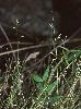 Photo of Ancistrachne uncinulata (hooky grass) - Sharp, D.,Queensland Herbarium, DES (Licence: CC BY NC)