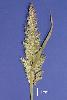 Photo of Polypogon lutosus () - Sharp, D.,Queensland Herbarium, DES (Licence: CC BY NC)