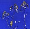 Photo of Aira caryophyllea () - Sharp, D.,Queensland Herbarium, DES (Licence: CC BY NC)