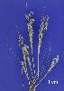Photo of Aira cupaniana () - Sharp, D.,Queensland Herbarium, DES