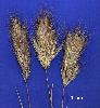 Photo of Bromus rubens (red brome) - Sharp, D.,Queensland Herbarium, DES (Licence: CC BY NC)