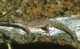 Photo of Oedura monilis sensu lato (ocellated velvet gecko) - Dollery, C.,QPWS,2001