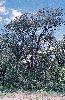 Photo of Casuarina cristata (belah) - Fensham, R.,Queensland Herbarium, DES (Licence: CC BY NC)