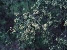 Photo of Geijera parviflora (wilga) - Fensham, R.,Queensland Herbarium, DES (Licence: CC BY NC)