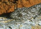 Photo of Strophurus williamsi (soft-spined gecko) - Dollery, C.,QPWS,2001