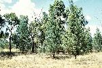 Photo of Callitris glaucophylla (white cypress pine) - Thompson (DES), J.,Queensland Herbarium, DES (Licence: CC BY NC)