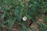 Photo of Ipomoea muelleri (poison morning-glory) - Fensham, R.,Queensland Herbarium, DES (Licence: CC BY NC)