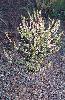 Photo of Lepidium bonariense (Argentine peppercress) - Fensham, R.,Queensland Herbarium, DES (Licence: CC BY NC)