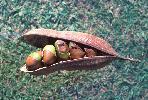 Photo of Castanospermum australe (black bean) - Queensland Herbarium, DES (Licence: CC BY NC)