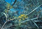 Photo of Acacia cambagei (gidgee) - Thompson (DES), J.,Queensland Herbarium, DES (Licence: CC BY NC)