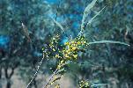 Photo of Acacia cambagei (gidgee) - Thompson (DES), J.,Queensland Herbarium, DES (Licence: CC BY NC)