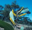 Photo of Acacia elachantha () - Thompson (DES), J.,Queensland Herbarium, DES (Licence: CC BY NC)