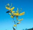 Photo of Acacia leptostachya (Townsville wattle) - Thompson (DES), J.,Queensland Herbarium, DES (Licence: CC BY NC)
