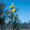 Photo of Crotalaria novae-hollandiae () - Thompson (DES), J.,Queensland Herbarium, DES (Licence: CC BY NC)