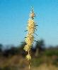 Photo of Acacia quadrilateralis () - Thompson (DES), J.,Queensland Herbarium, DES (Licence: CC BY NC)