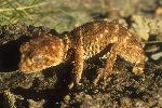 Photo of Nephrurus asper (spiny knob-tailed gecko) - Dollery, C.,QPWS,2001