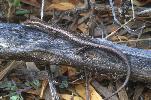 Photo of Cryptoblepharus pannosus (ragged snake-eyed skink) - Dollery, C.,QPWS,2001