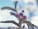 Photo of Seringia corollata () - Thompson (DES), J.,Queensland Herbarium, DES (Licence: CC BY NC)