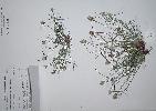 Photo of Cyperus sesquiflorus () - Queensland Herbarium, DES