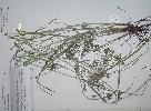 Photo of Cyperus trinervis () - Queensland Herbarium, DES (Licence: CC BY NC)