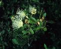 Photo of Capparis arborea (brush caper berry) - Fensham, R.,Queensland Herbarium, DES (Licence: CC BY NC)
