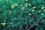 Photo of Cochlospermum gregorii () - Forster, P.,Queensland Herbarium, DES (Licence: CC BY NC)