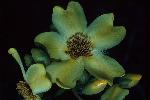 Photo of Cochlospermum gregorii () - Forster, P.,Queensland Herbarium, DES (Licence: CC BY NC)