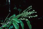 Photo of Croton choristadenius () - Forster, P.,Queensland Herbarium, DES (Licence: CC BY NC)