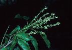 Photo of Croton choristadenius () - Forster, P.,Queensland Herbarium, DES (Licence: CC BY NC)