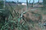 Photo of Acacia suaveolens (sweet wattle) - Holland, A.,Queensland Herbarium, DES (Licence: CC BY NC)
