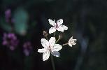 Photo of Burchardia umbellata () - Holland, A.,Queensland Herbarium, DES (Licence: CC BY NC)