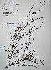 Photo of Cryptandra ciliata () - Queensland Herbarium, DES