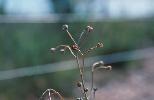 Photo of Haemodorum tenuifolium () - Holland, A.,Queensland Herbarium, DES (Licence: CC BY NC)