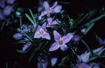 Photo of Boronia splendida () - Forster, P.,Queensland Herbarium, DES (Licence: CC BY NC)