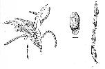 Photo of Acacia fodinalis () - Smith, W.,Queensland Herbarium, DES