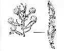 Photo of Acacia hendersonii () - Smith, W.,Queensland Herbarium, DES (Licence: CC BY NC)