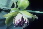 Photo of Austrobaileya scandens () - Queensland Herbarium, DES