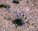 Photo of Brunonia australis (blue pincushion) - Queensland Herbarium, DES (Licence: CC BY NC)