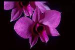 Photo of Dendrobium bigibbum (Cooktown orchid) - Queensland Herbarium, DES (Licence: CC BY NC)