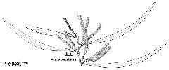 Photo of Acacia burdekensis () - Smith, W.,Queensland Herbarium, DES (Licence: CC BY NC)