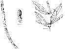 Photo of Acacia stipuligera () - Smith, W.,Queensland Herbarium, DES (Licence: CC BY NC)