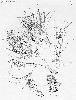 Photo of Allocasuarina thalassoscopica (Mt. Coolum she-oak) - Smith, W.,Queensland Herbarium, DES (Licence: CC BY NC)